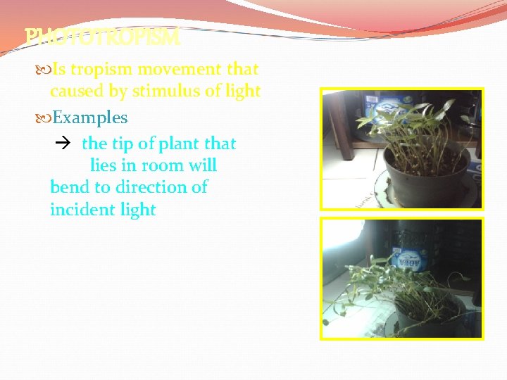 PHOTOTROPISM Is tropism movement that caused by stimulus of light Examples the tip of