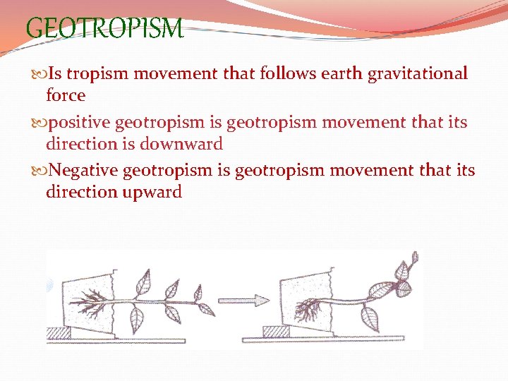 GEOTROPISM Is tropism movement that follows earth gravitational force positive geotropism is geotropism movement