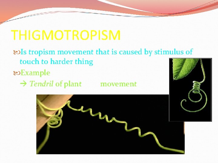 THIGMOTROPISM Is tropism movement that is caused by stimulus of touch to harder thing