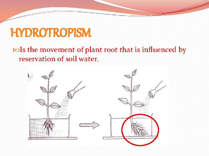 HYDROTROPISM Is the movement of plant root that is influenced by reservation of soil