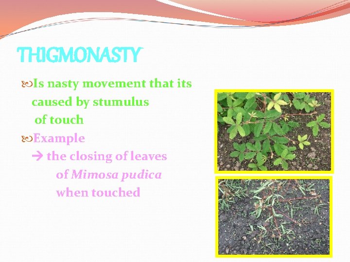 THIGMONASTY Is nasty movement that its caused by stumulus of touch Example the closing