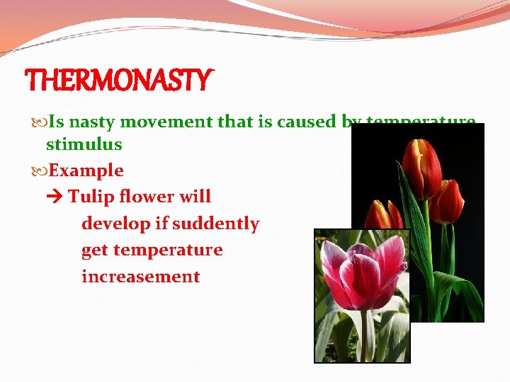 THERMONASTY Is nasty movement that is caused by temperature stimulus Example Tulip flower will