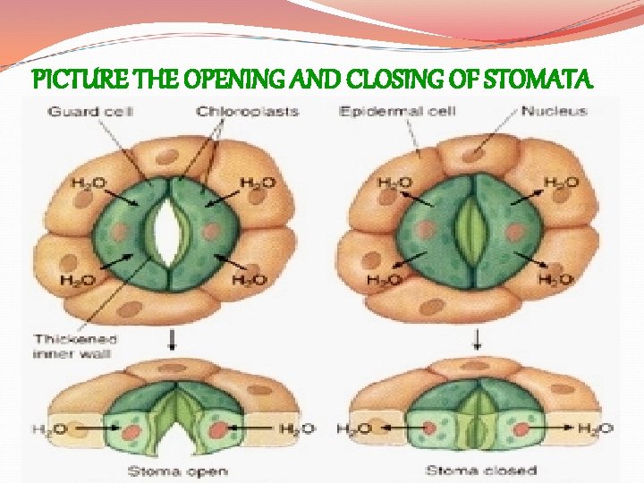 PICTURE THE OPENING AND CLOSING OF STOMATA 