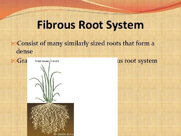 Fibrous Root System Consist of many similarly sized roots that form a dense Grass,