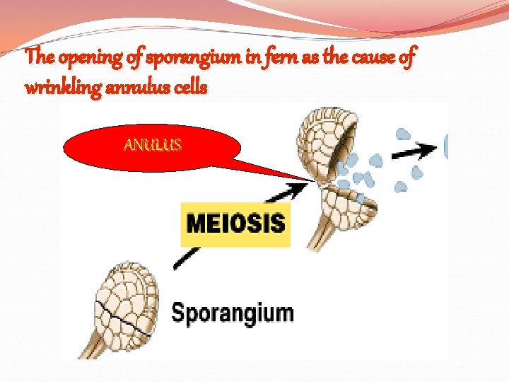 The opening of sporangium in fern as the cause of wrinkling annulus cells ANULUS