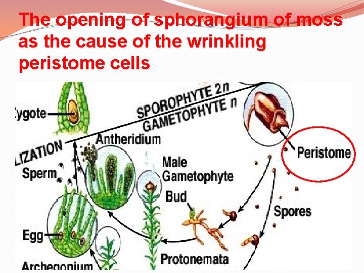 The opening of sphorangium of moss as the cause of the wrinkling peristome cells