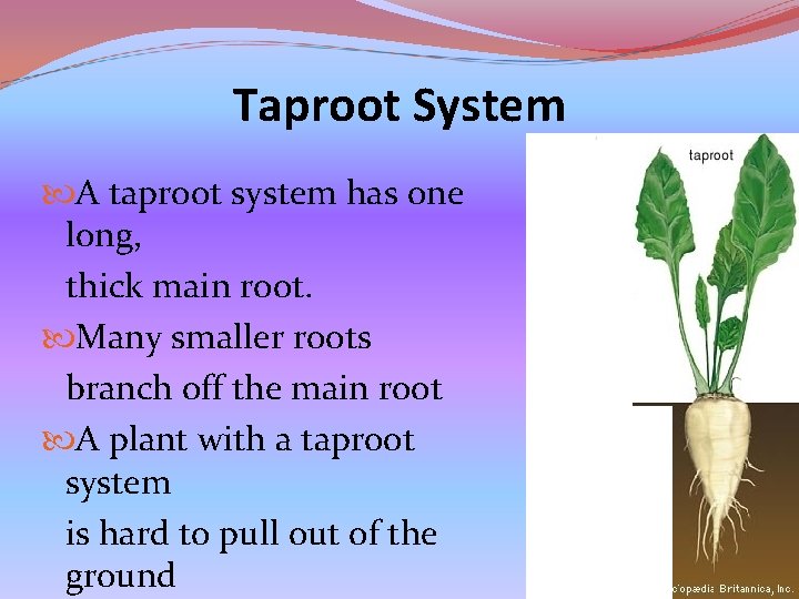 Taproot System A taproot system has one long, thick main root. Many smaller roots