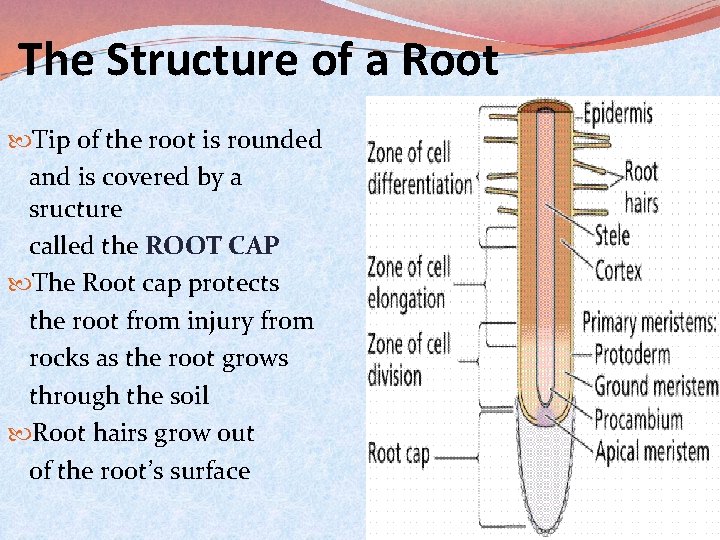 The Structure of a Root Tip of the root is rounded and is covered