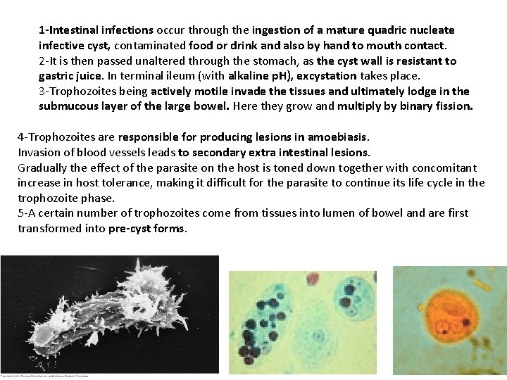 1 -Intestinal infections occur through the ingestion of a mature quadric nucleate infective cyst,