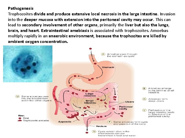 Pathogenesis Trophozoites divide and produce extensive local necrosis in the large intestine. Invasion into