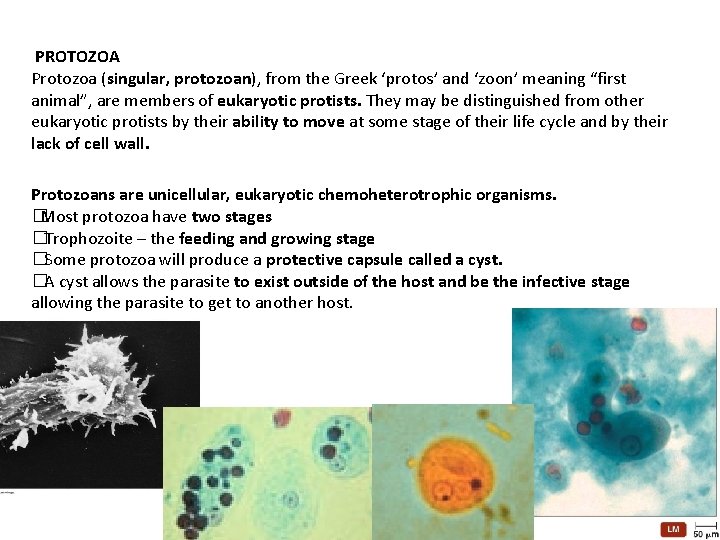  PROTOZOA Protozoa (singular, protozoan), from the Greek ‘protos’ and ‘zoon’ meaning “first animal”,