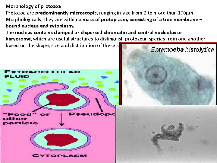 Morphology of protozoa Protozoa are predominantly microscopic, ranging in size from 2 to more