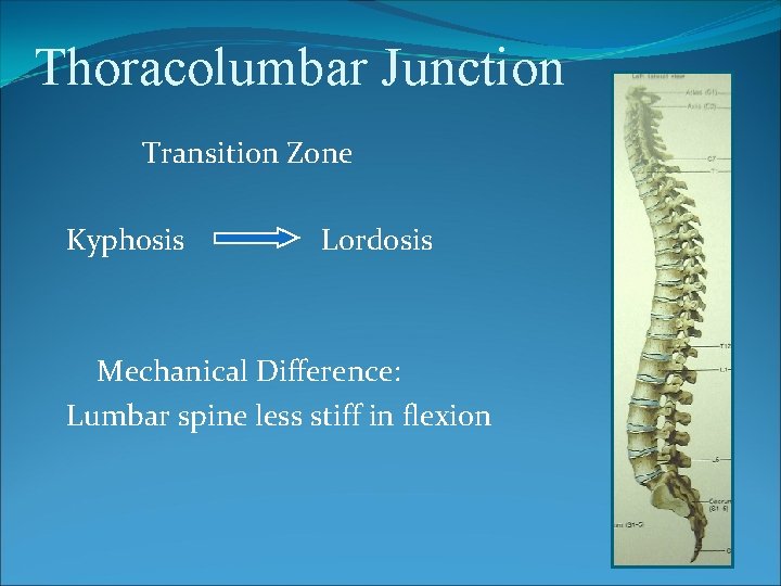 Thoracolumbar Junction Transition Zone Kyphosis Lordosis Mechanical Difference: Lumbar spine less stiff in flexion