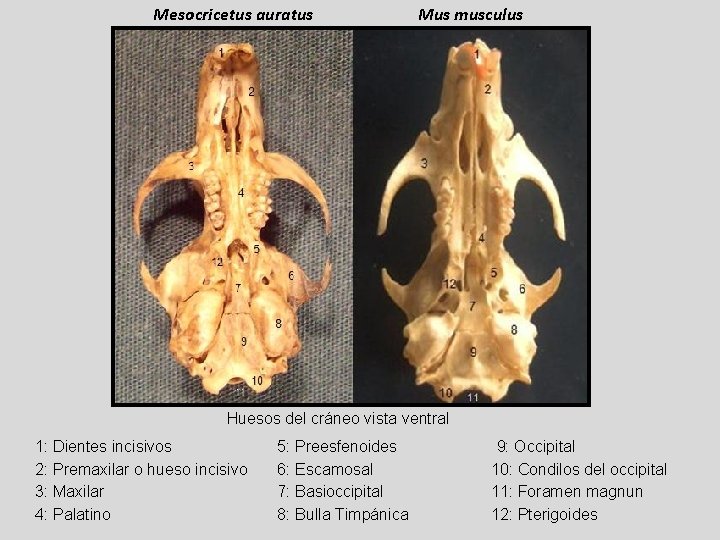 Mesocricetus auratus Mus musculus Huesos del cráneo vista ventral 1: Dientes incisivos 2: Premaxilar
