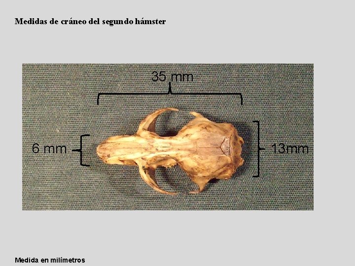 Medidas de cráneo del segundo hámster 35 mm 6 mm Medida en milímetros 13