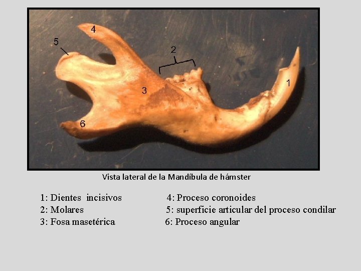 Vista lateral de la Mandíbula de hámster 1: Dientes incisivos 4: Proceso coronoides 2: