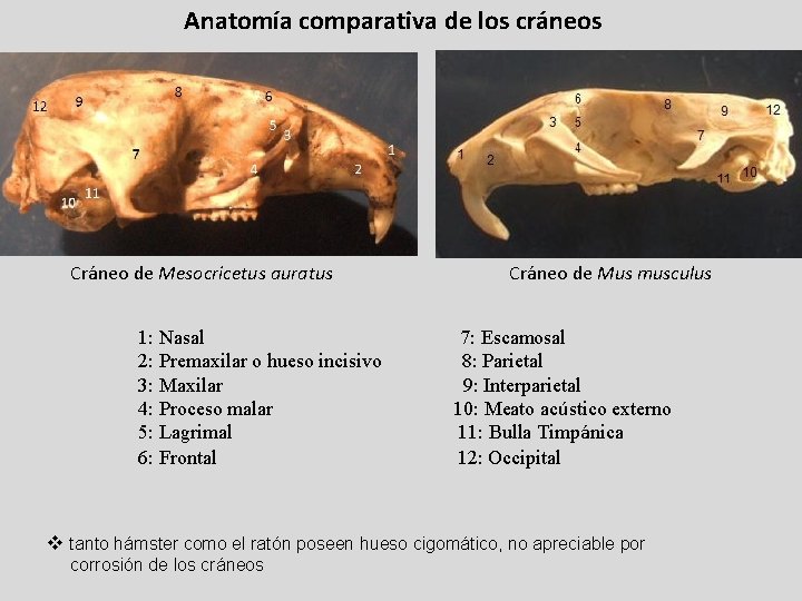 Anatomía comparativa de los cráneos Cráneo de Mesocricetus auratus Cráneo de Mus musculus 1:
