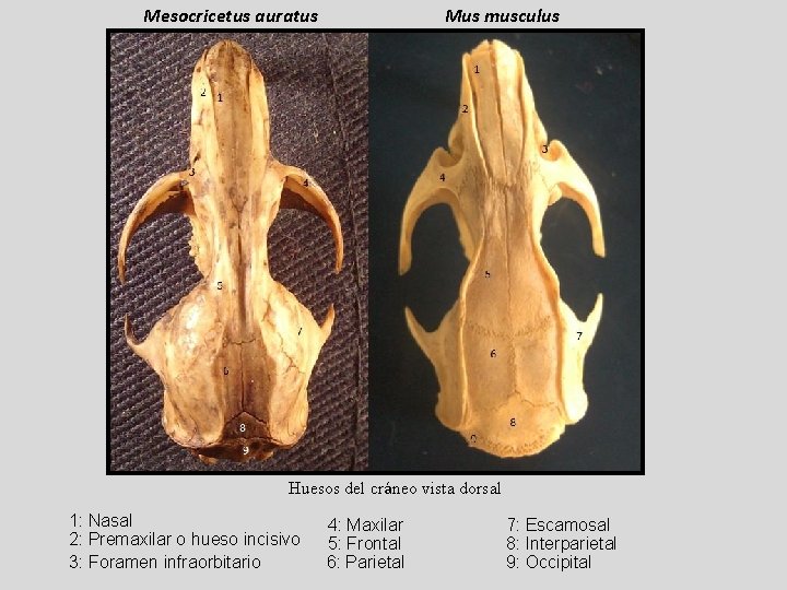 Mesocricetus auratus Mus musculus Huesos del cráneo vista dorsal 1: Nasal 2: Premaxilar o