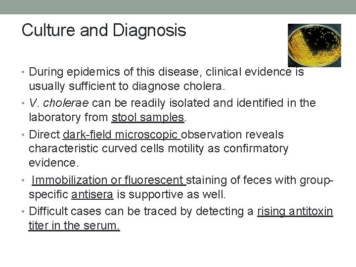 Culture and Diagnosis • During epidemics of this disease, clinical evidence is usually sufficient