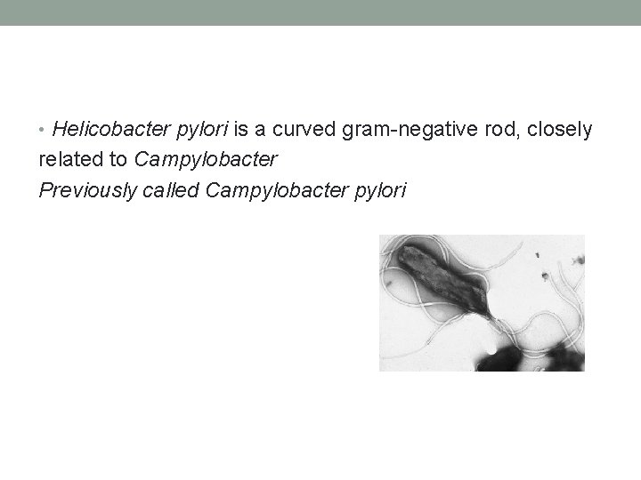  • Helicobacter pylori is a curved gram-negative rod, closely related to Campylobacter Previously