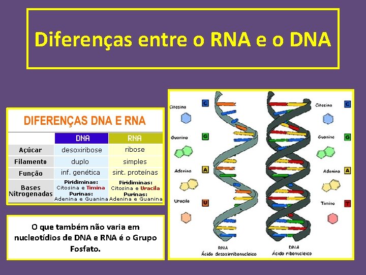 Diferenças entre o RNA e o DNA O que também não varia em nucleotídios