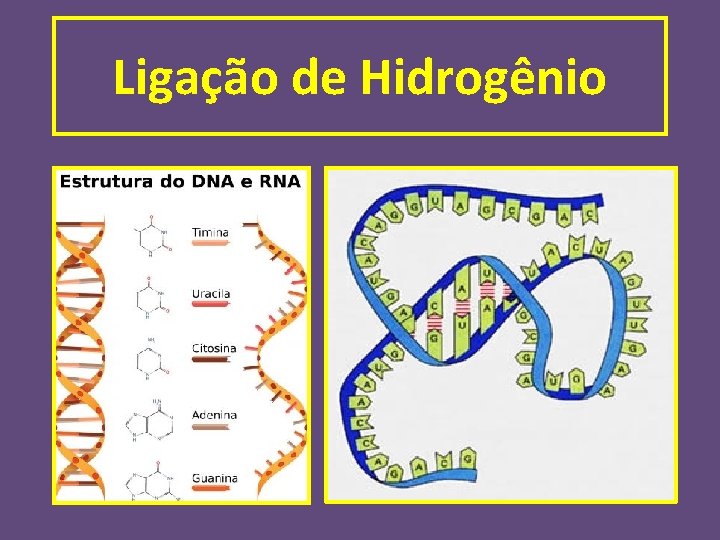 Ligação de Hidrogênio 