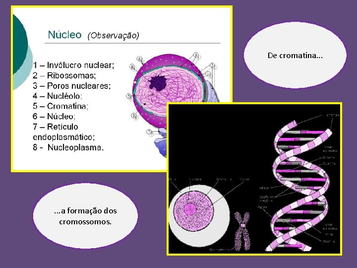 De cromatina. . . a formação dos cromossomos. 