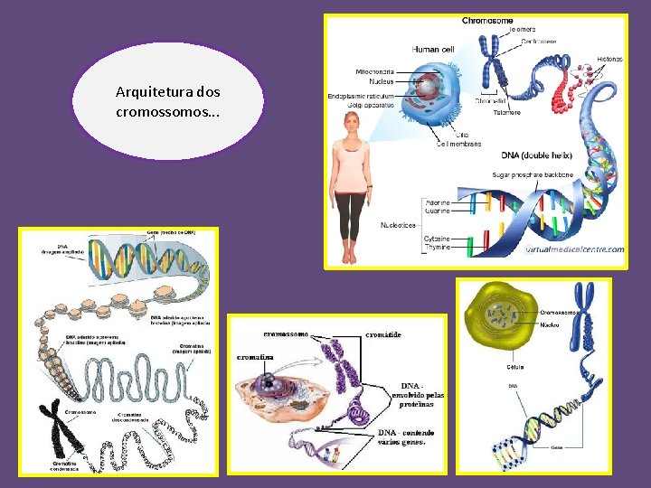 Arquitetura dos cromossomos. . . 
