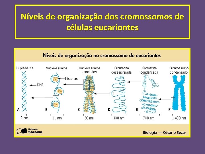 Níveis de organização dos cromossomos de células eucariontes 