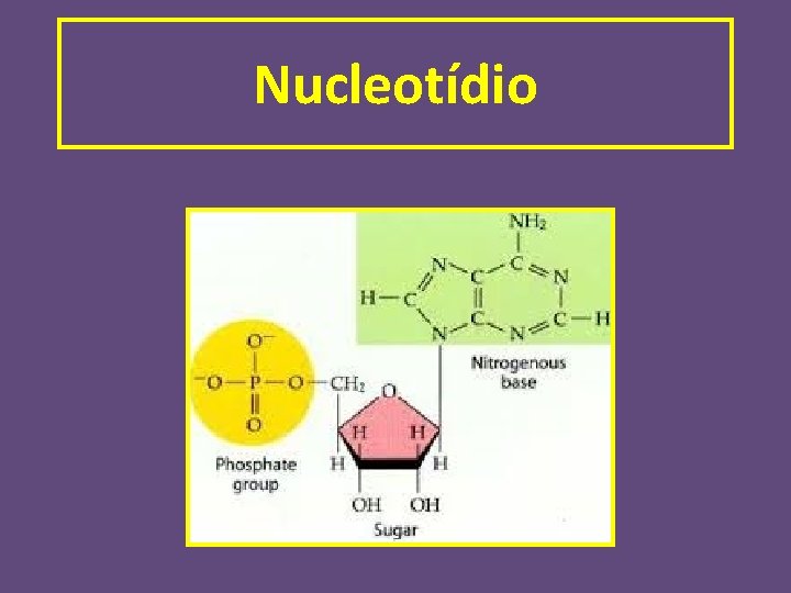 Nucleotídio 