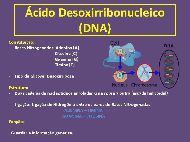 Ácido Desoxirribonucleico (DNA) Constituição: - Bases Nitrogenadas: Adenina (A) Citosina (C) Guanina (G) Timina