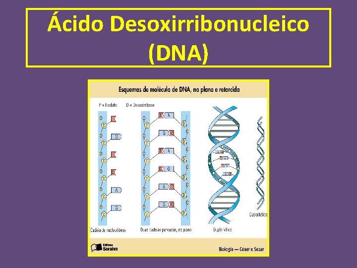 Ácido Desoxirribonucleico (DNA) 