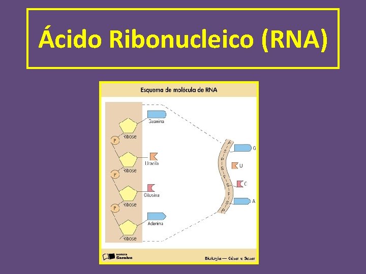 Ácido Ribonucleico (RNA) 