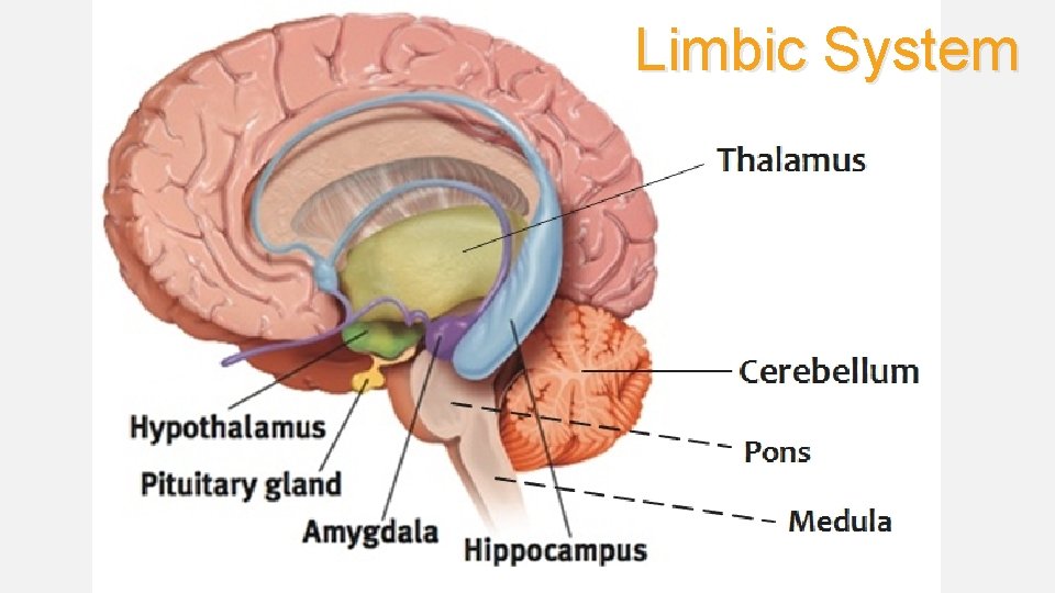 Limbic System 
