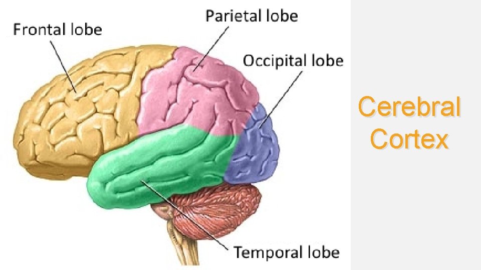Cerebral Cortex 