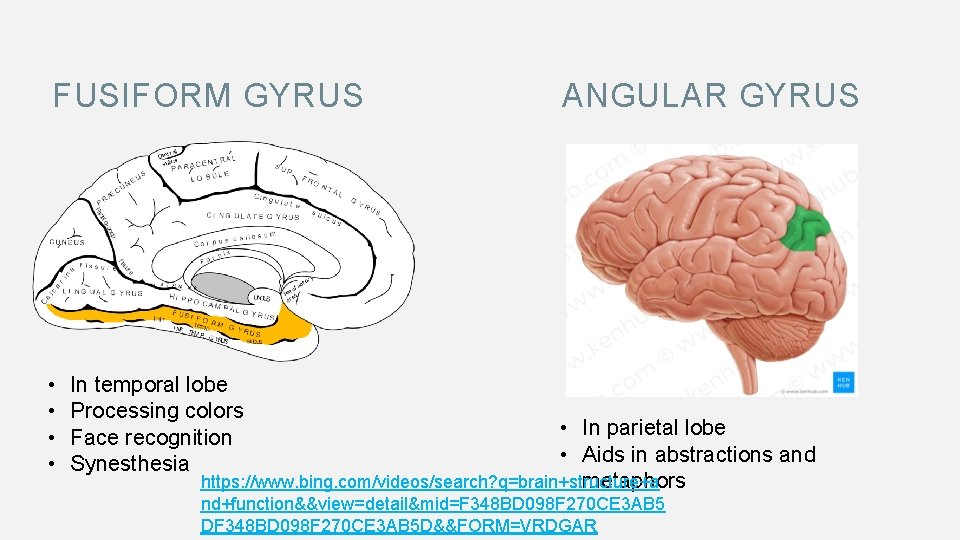 FUSIFORM GYRUS • • ANGULAR GYRUS In temporal lobe Processing colors Face recognition Synesthesia
