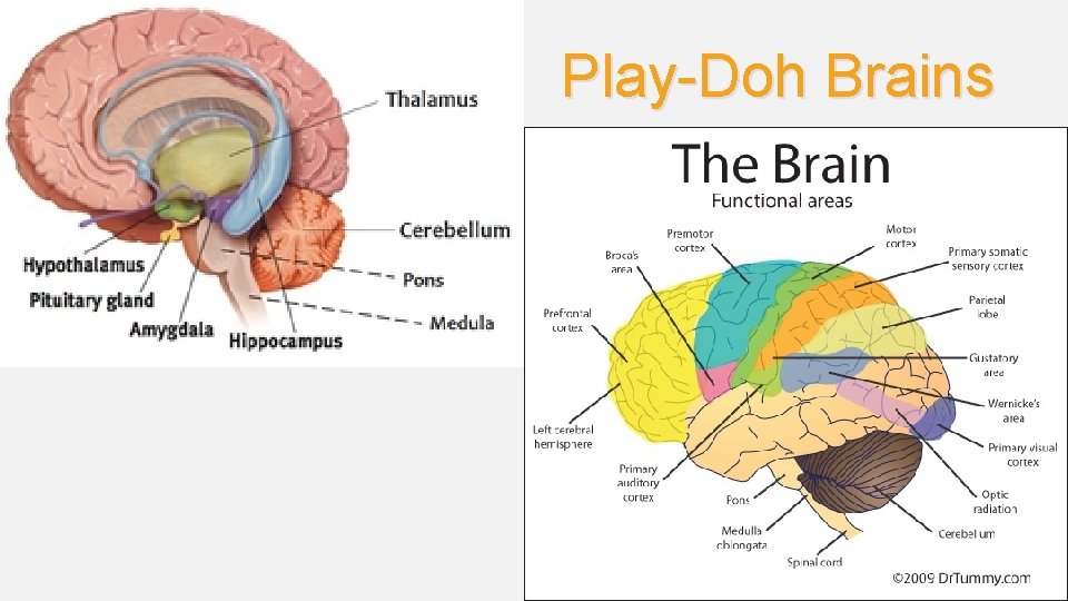 Play-Doh Brains 