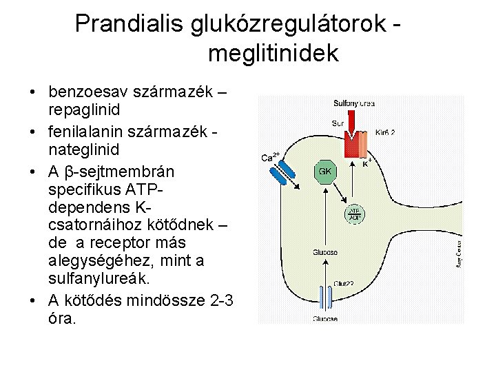 Prandialis glukózregulátorok meglitinidek • benzoesav származék – repaglinid • fenilalanin származék nateglinid • A