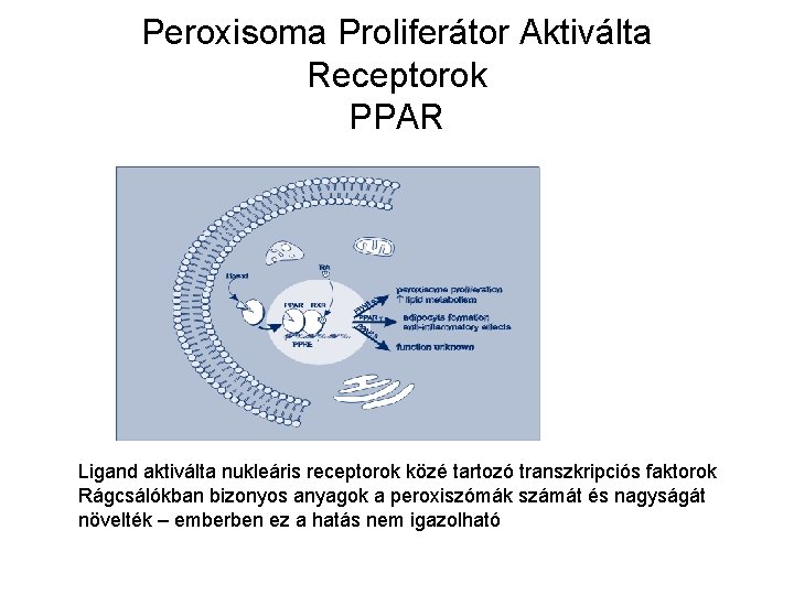 Peroxisoma Proliferátor Aktiválta Receptorok PPAR Ligand aktiválta nukleáris receptorok közé tartozó transzkripciós faktorok Rágcsálókban