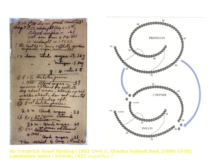 Sir Frederick Grant Banting (1891 -1941) , Charles Herbert Best (1899 -1978) Laboratory Notes