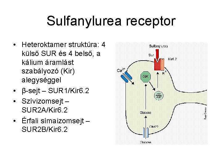 Sulfanylurea receptor • Heteroktamer struktúra: 4 külső SUR és 4 belső, a kálium áramlást