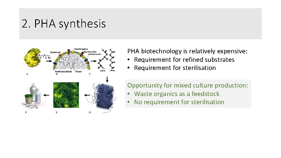 2. PHA synthesis PHA biotechnology is relatively expensive: • Requirement for refined substrates •