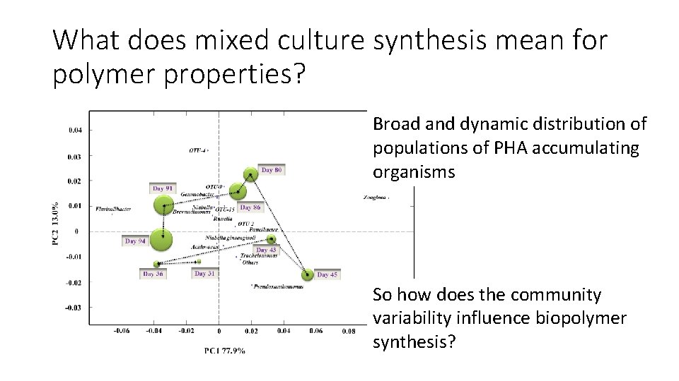 What does mixed culture synthesis mean for polymer properties? Broad and dynamic distribution of