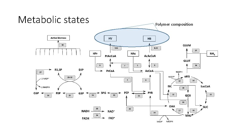 Metabolic states Polymer composition 