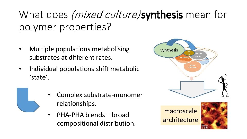 What does (mixed culture) synthesis mean for polymer properties? • • Multiple populations metabolising