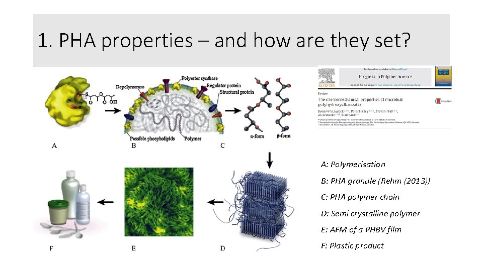 1. PHA properties – and how are they set? A: Polymerisation B: PHA granule