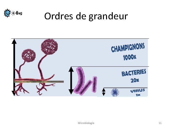 Ordres de grandeur Microbiologie 11 