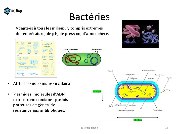 Bactéries Adaptées à tous les milieux, y compris extrêmes de température, de p. H,
