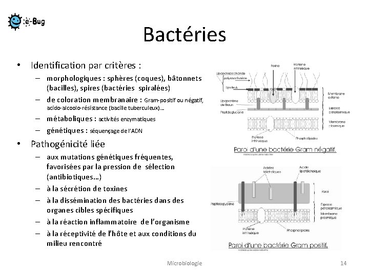 Bactéries • Identification par critères : – morphologiques : sphères (coques), bâtonnets (bacilles), spires