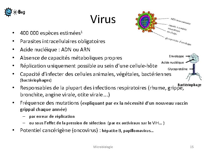 Virus • • • 400 000 espèces estimées 1 Parasites intracellulaires obligatoires Acide nucléique